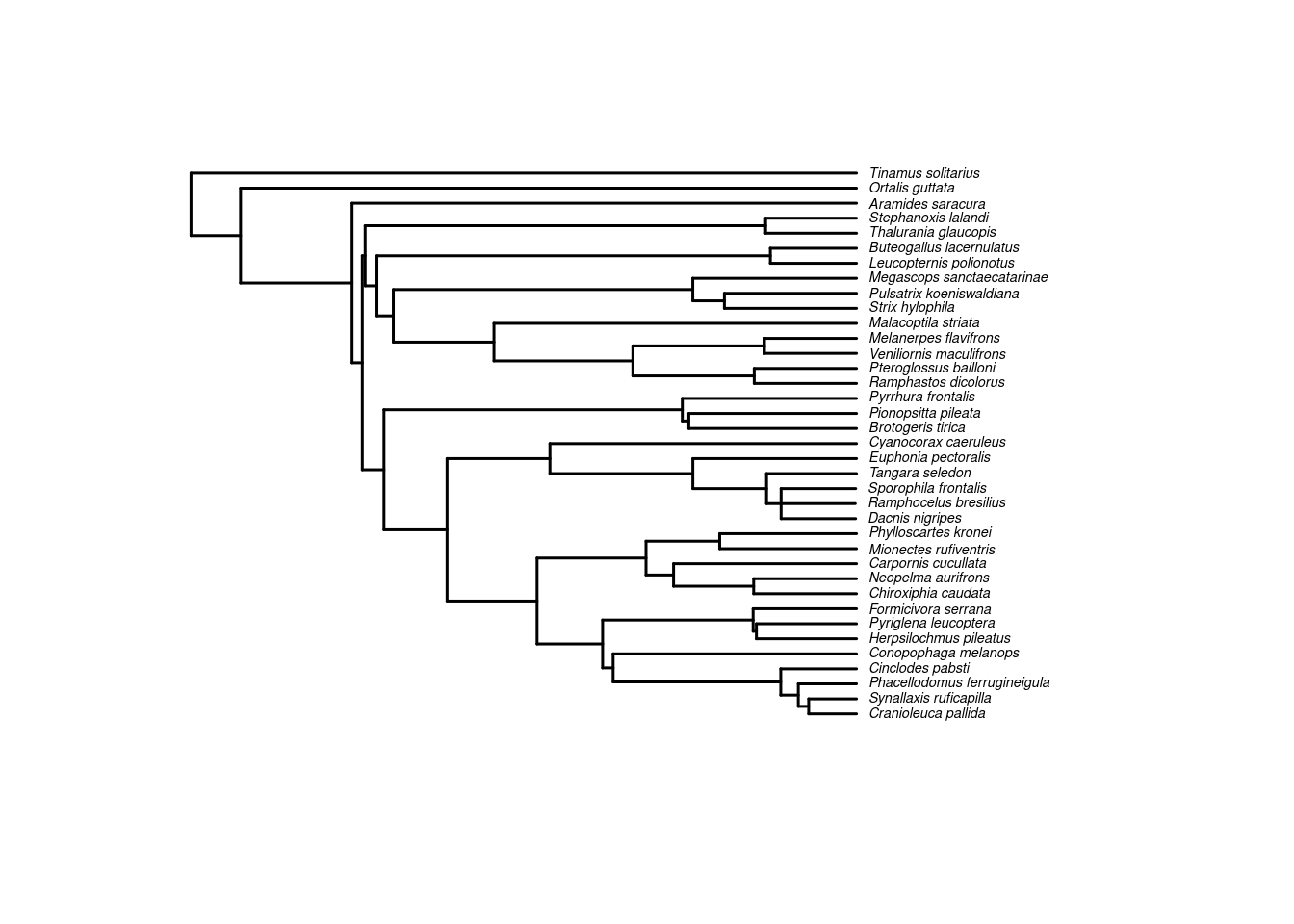 Filogenia de 37 espécies de aves endêmicas da Mata Atlântica.